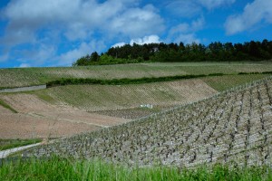 Régnard in Chablis