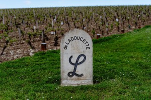 Ladoucette Vineyard