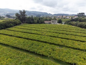 Pazo de Barrantes vineyard