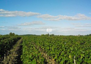 Château Hosanna vineyards
