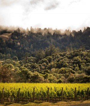 Fog rolling into the Anderson Valley